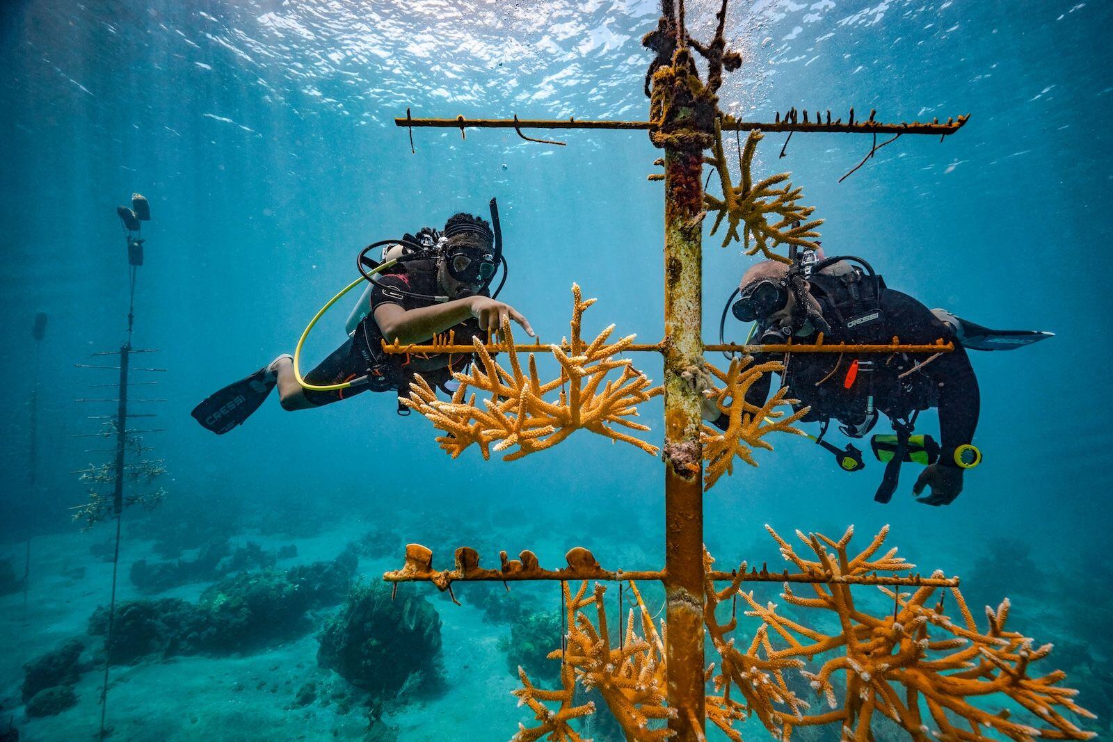 Coral-Restoration---Sandals-Foundation---Saint-Lucia-9