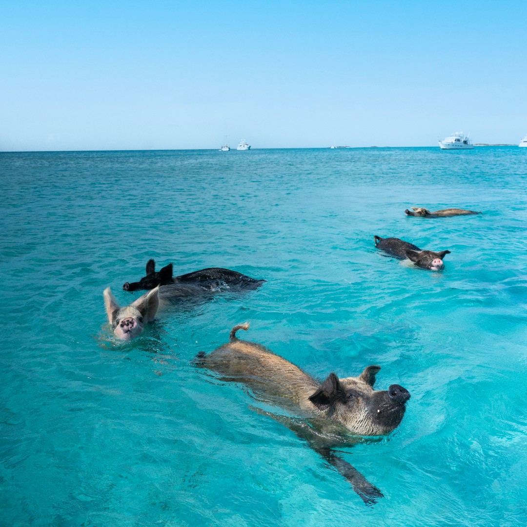 Fowl Cay Pig Swim
