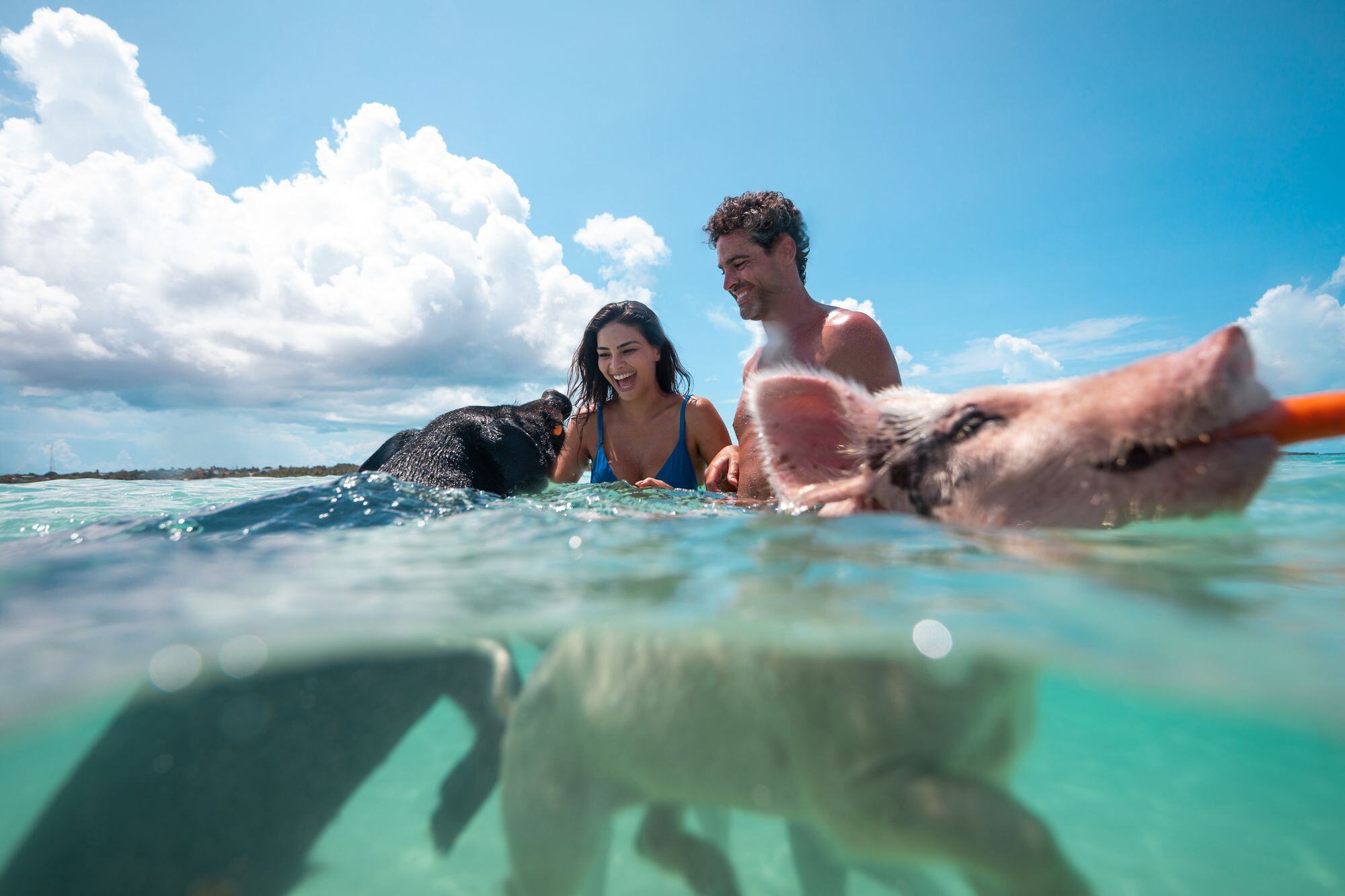 Pig_Island_0298--1-