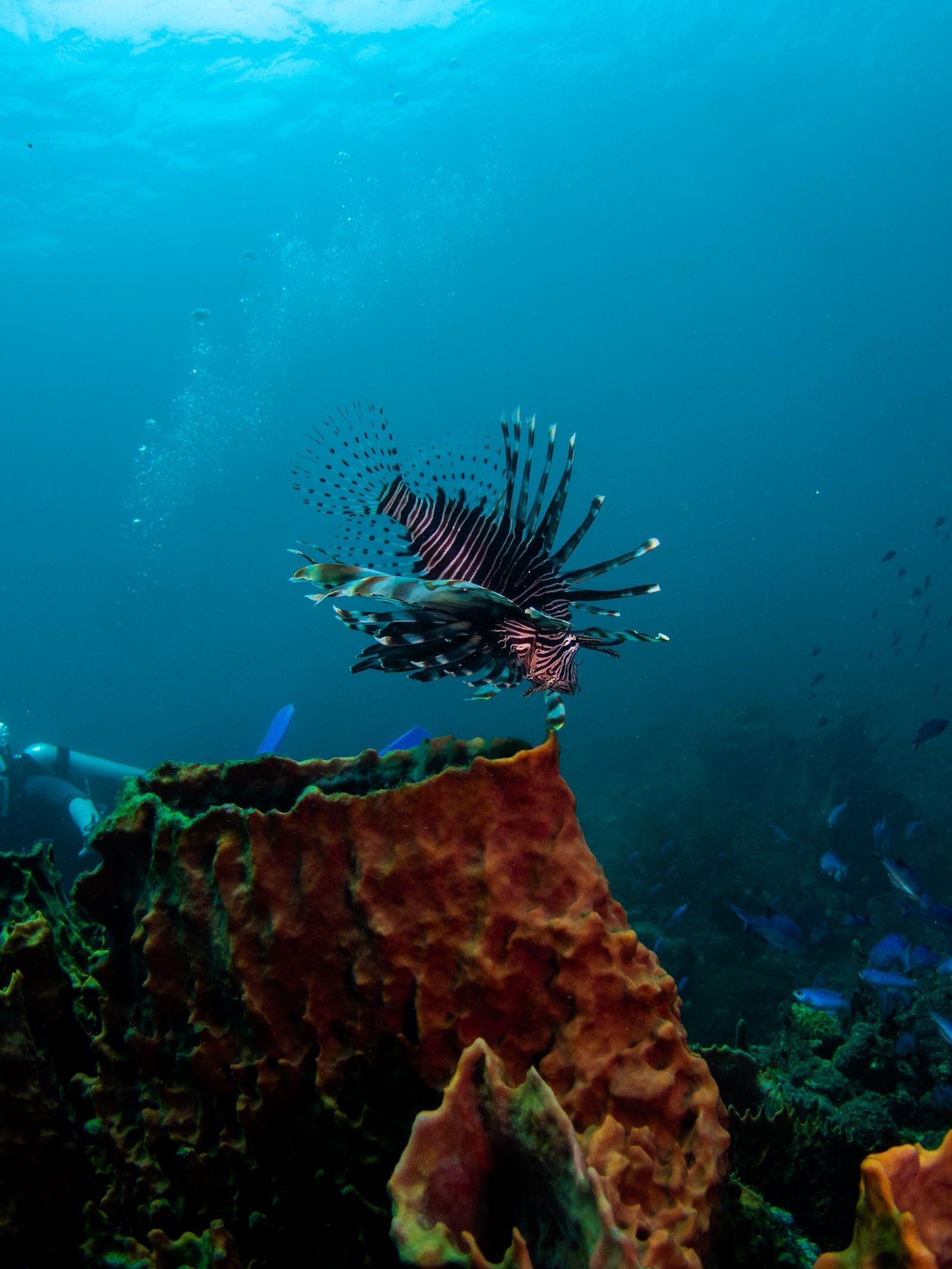 Sandals-Foundation--Environment---Invasive-Species-Management2