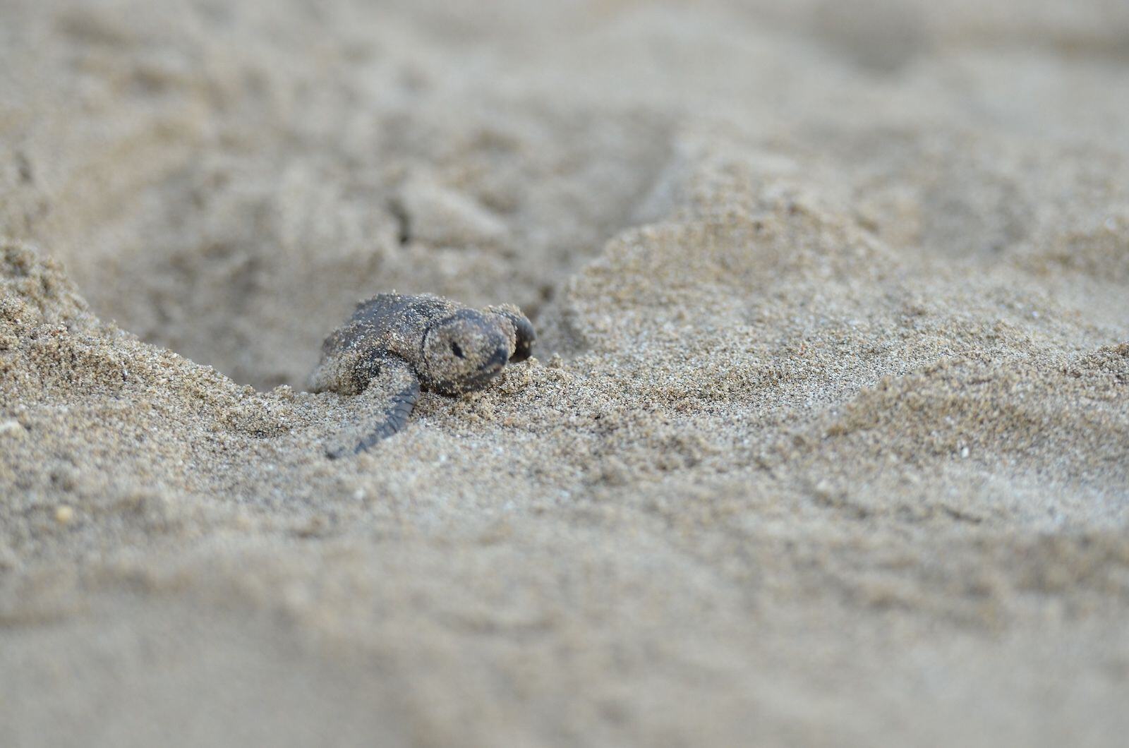 Sandals-Foundation--Environment---Sea-Turtle-Tours-2