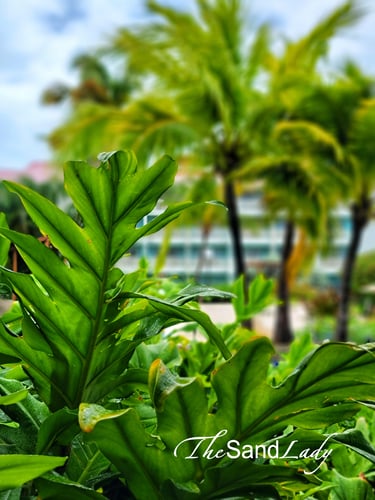 St Lucia Travel Sandals Resorts